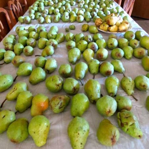 Apples and Pears and Pears and Apples and ...